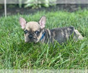 French Bulldog Puppy for sale in HOUSTON, TX, USA