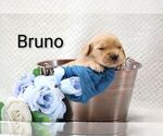 Puppy Bruno Golden Retriever