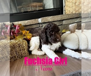 Goldendoodle mix (+ Poodle Standard) Puppy for sale in ANDERSON, SC, USA