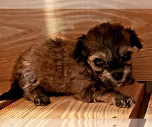 Maltese-Poodle (Toy) Mix Puppy for sale in PINK HILL, NC, USA