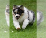 Small #17 Australian Shepherd