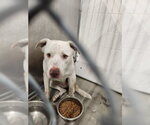 Small Labrador Retriever Mix