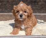 Small Photo #66 Cavapoo (Miniature) Puppy For Sale in GOSHEN, IN, USA