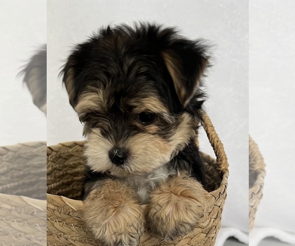 Medium Photo #8 Morkie Puppy For Sale in CORNERSVILLE, TN, USA