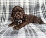 Small #6 Cocker Spaniel