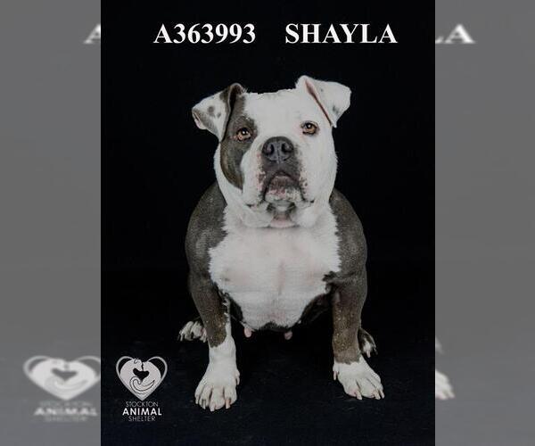 Medium Photo #1 American Pit Bull Terrier Puppy For Sale in Stockton, CA, USA