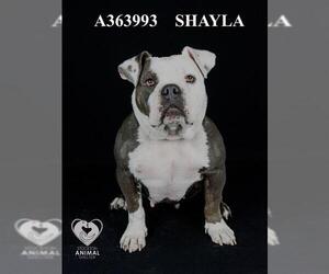 American Pit Bull Terrier Dogs for adoption in Stockton, CA, USA