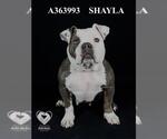 Small American Pit Bull Terrier