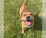 Small #2 Boxer Mix
