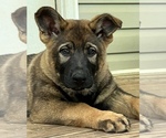Small Photo #1 German Shepherd Dog Puppy For Sale in GREENVILLE, GA, USA