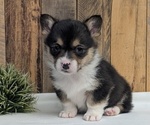 Small Photo #24 Pembroke Welsh Corgi Puppy For Sale in GOSHEN, IN, USA