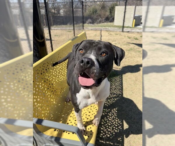 Medium Photo #2 Mutt Puppy For Sale in Temple, TX, USA