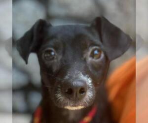 Chiweenie Dogs for adoption in Yardley, PA, USA