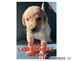 Puppy 9 Labradoodle