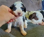 Small #9 Miniature Bernedoodle
