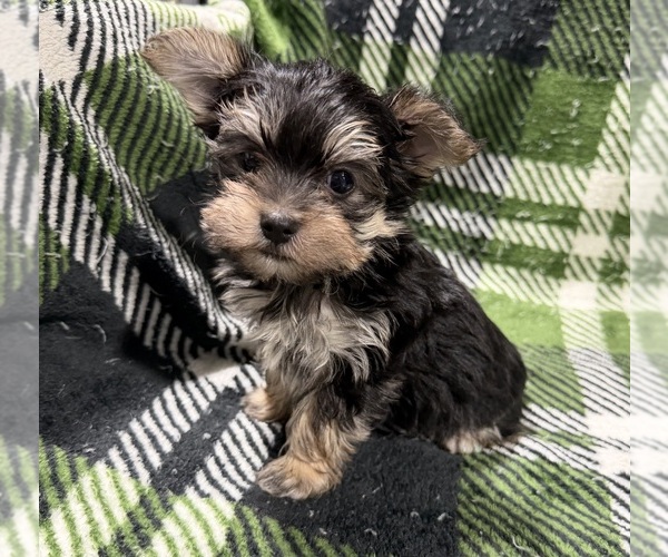 Medium Photo #4 Morkie Puppy For Sale in GUTHRIE, KY, USA