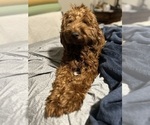 Small Photo #1 Goldendoodle (Miniature) Puppy For Sale in PLATTE CITY, MO, USA