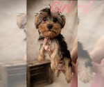 Small #5 Yorkshire Terrier