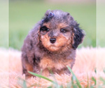 Small #5 Poodle (Toy)