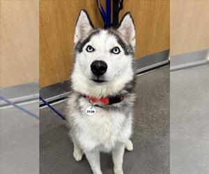 Siberian Husky Dogs for adoption in Forestville, MD, USA
