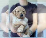 Puppy Snoopy Goldendoodle