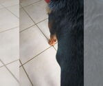 Small #5 German Shepherd Dog Mix
