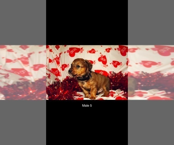 Medium Photo #10 Dorgi Puppy For Sale in WALES, UT, USA