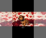 Small Photo #10 Dorgi Puppy For Sale in WALES, UT, USA