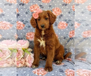 Labradoodle-Poodle (Miniature) Mix Puppy for sale in KIRKWOOD, PA, USA