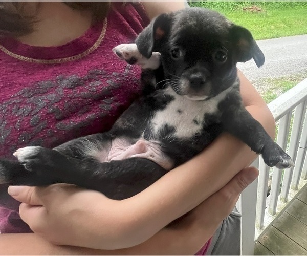 Medium Photo #6 French Bullhuahua Puppy For Sale in SPRAGGS, PA, USA