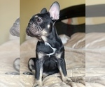 Small Photo #3 French Bulldog Puppy For Sale in PALATINE, IL, USA