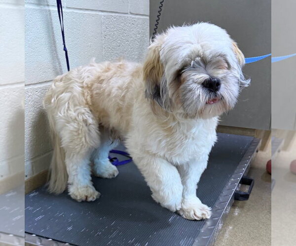 Medium Photo #2 Lhasa Apso-Unknown Mix Puppy For Sale in Canton, CT, USA