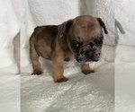 Small #2 French Bulldog