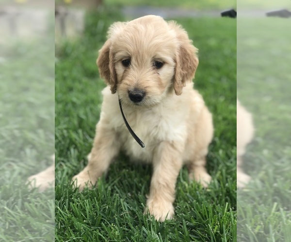 Medium Photo #4 Goldendoodle Puppy For Sale in BOWLING GREEN, KY, USA