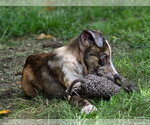 Small #1 Catahoula Leopard Dog Mix