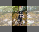 Small #7 Huskies  Mix