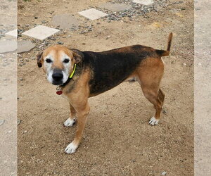 Ozzy * Courtesy Post* - Male Mutt Dog for Adoption - Photo #2