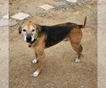 Small #1 Mutt