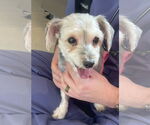 Small #1 Bichon Frise Mix