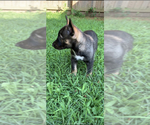 Small Photo #5 German Shepherd Dog-Siberian Husky Mix Puppy For Sale in FINKSBURG, MD, USA
