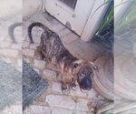 Small Photo #10 Mutt Puppy For Sale in Apple Valley, CA, USA