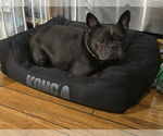 Small #1 French Bulldog