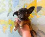 Small #10 Mutt