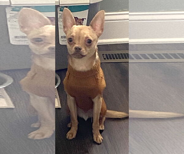 Medium Photo #5 Chihuahua-Unknown Mix Puppy For Sale in Westmont, IL, USA