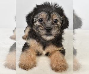 Shorkie Tzu Puppy for sale in LOWELL, MA, USA