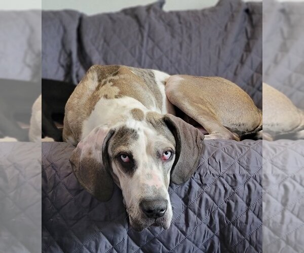 Medium Photo #4 Great Dane Puppy For Sale in Lakewood, CO, USA