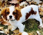Small Photo #4 Cavalier King Charles Spaniel Puppy For Sale in BROOKLYN PARK, MN, USA