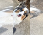 Small #6 Miniature Australian Shepherd