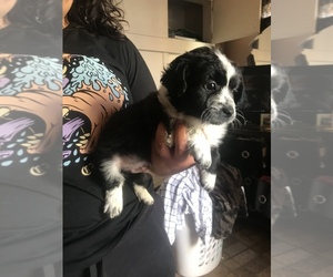 Poovanese Puppy for sale in SAN DIEGO, CA, USA