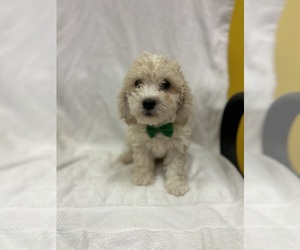 Cavachon Puppy for sale in RANDOLPH, MA, USA